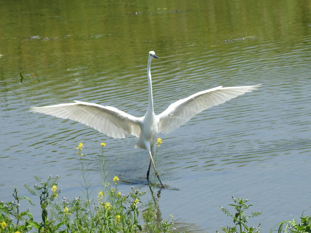 名前は無粋 姿は優雅 ダイサギ いのち はるかに