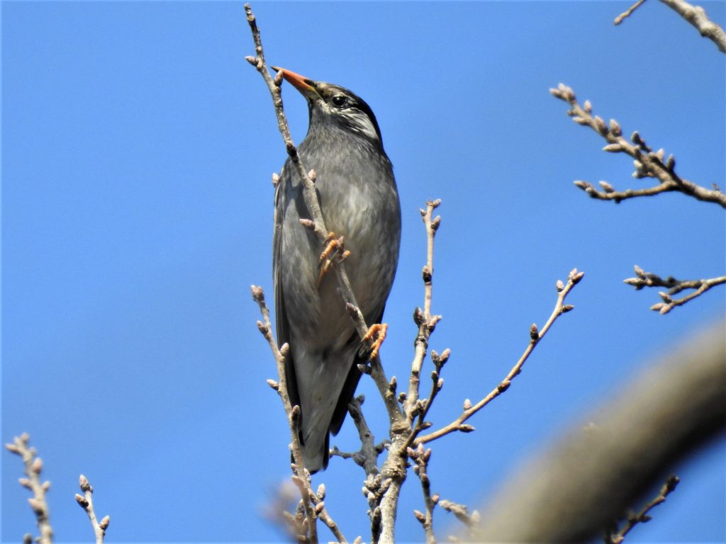 群れて来る鳥 ムクドリ いのち はるかに