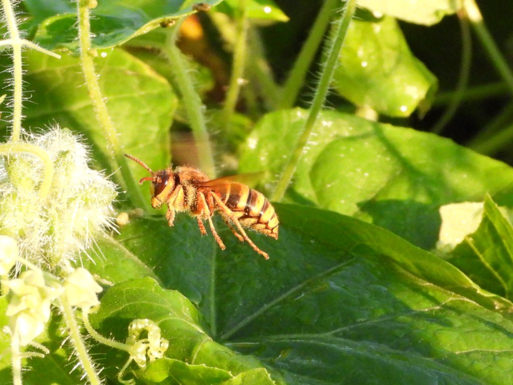 まとめ売りのみ‼️】だんごむし すずめばち かまきり 多数 2025年最新