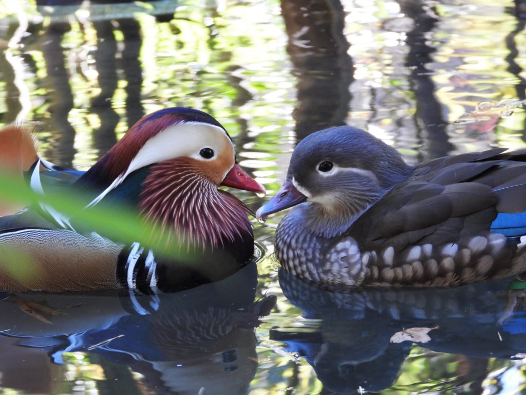 木目込み 「夢おしどり」おしどり 鳥+apple-en.jp