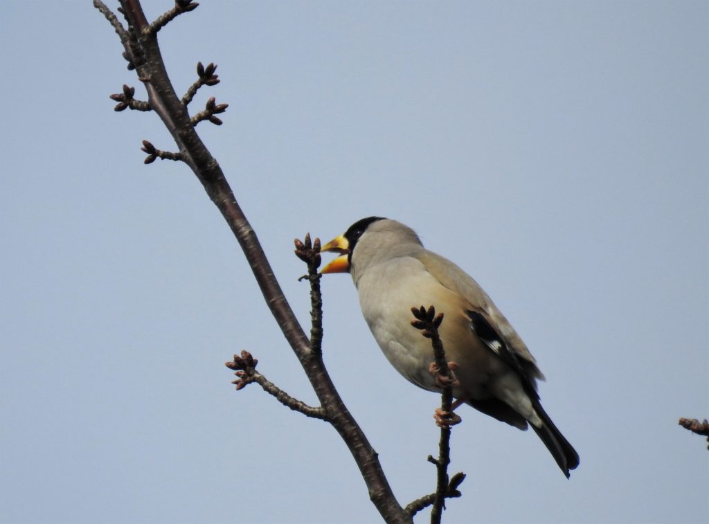 「月･日･星」と鳴く 三光の鳥 「イカル」 いのち はるかに