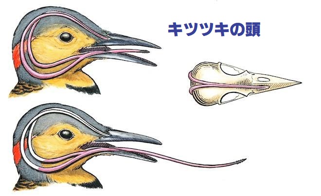 御馳走を探す小鳥たち キュート派３ ヤマガラ – いのち はるかに